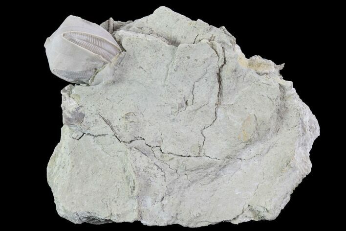 Blastoid (Pentremites) Fossil - Illinois #92223